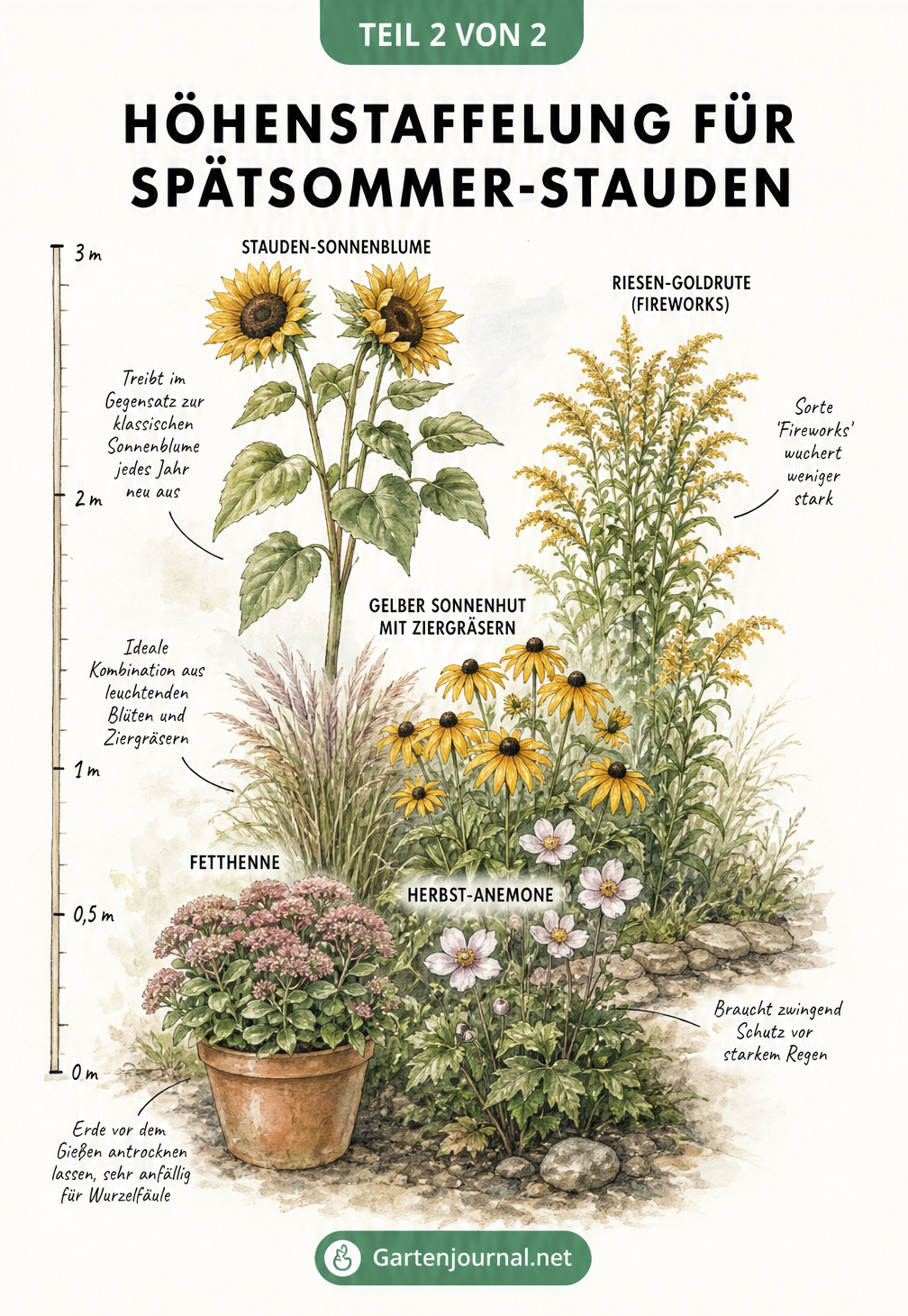 Querschnitt eines Gartenbeets mit Höhenstaffelung von Spätsommer-Stauden von Fetthenne bis Stauden-Sonnenblume