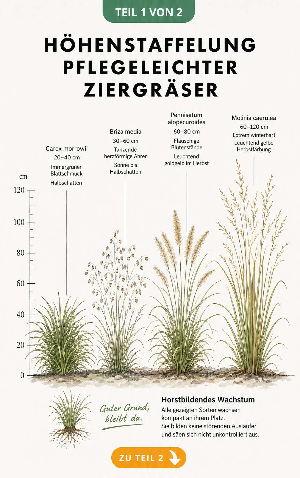 Botanische Illustration von vier pflegeleichten Ziergräsern mit Höhenangaben und Wuchseigenschaften