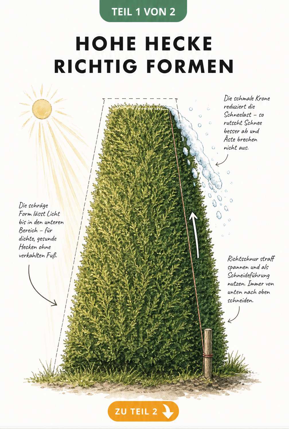 Illustration einer Person auf einer Stehleiter beim Schneiden einer hohen Hecke mit Teleskop-Heckenschere und Schutzausrüstung