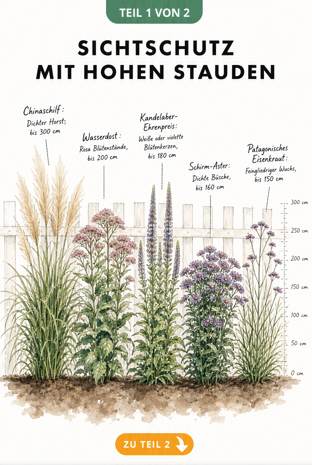 Illustration von fünf hohen Stauden für den Sichtschutz im Garten mit Größenangaben