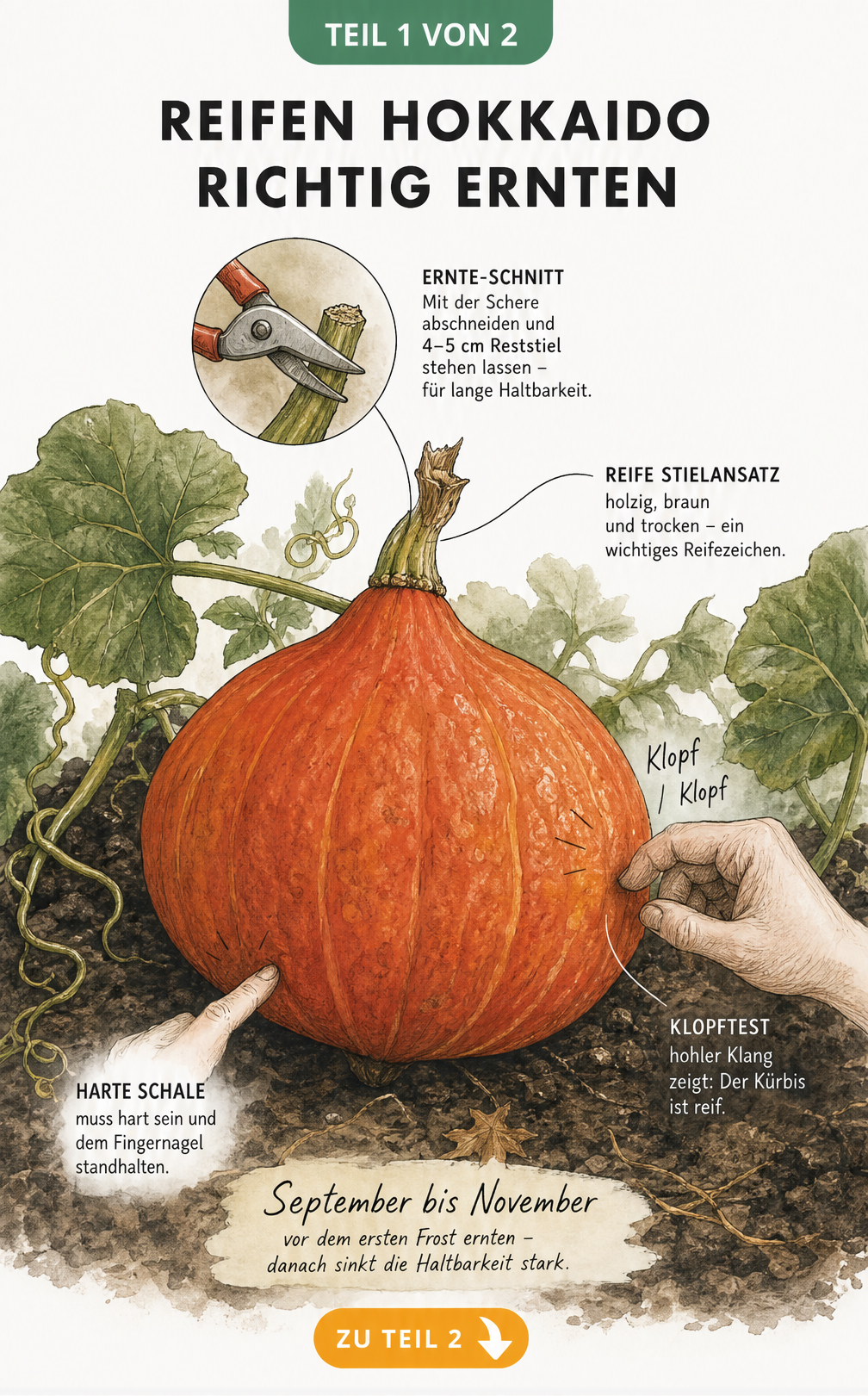 Illustration eines Hokkaido-Kürbisses im Garten mit Hinweisen zu Reifemerkmalen wie hohlem Klang, harter Schale und verholztem Stiel sowie dem richtigen...