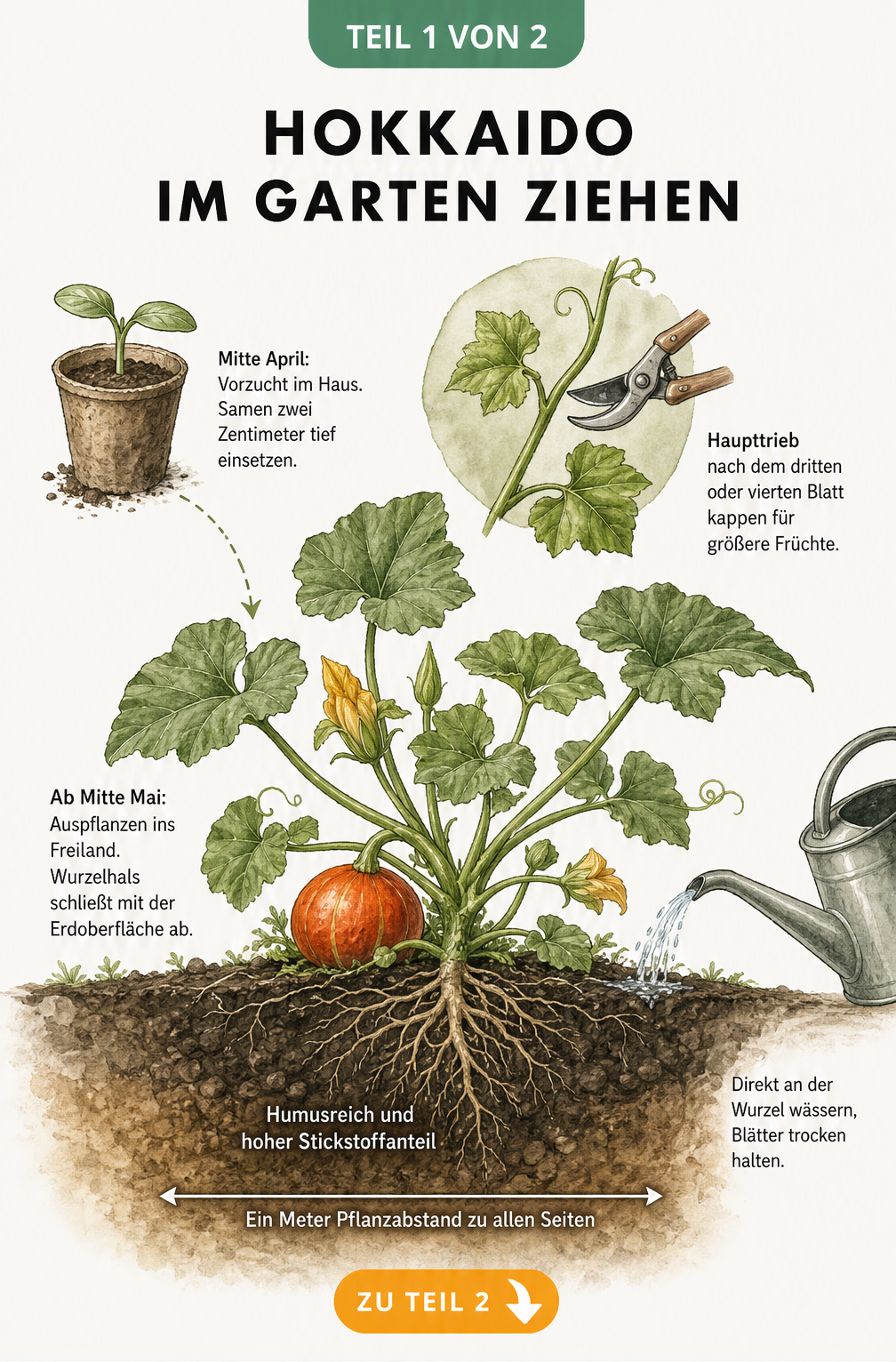 Illustration eines Gartenbeets mit einer Hokkaido-Kürbispflanze, Wurzeln im Erdreich und einem Anzuchttopf