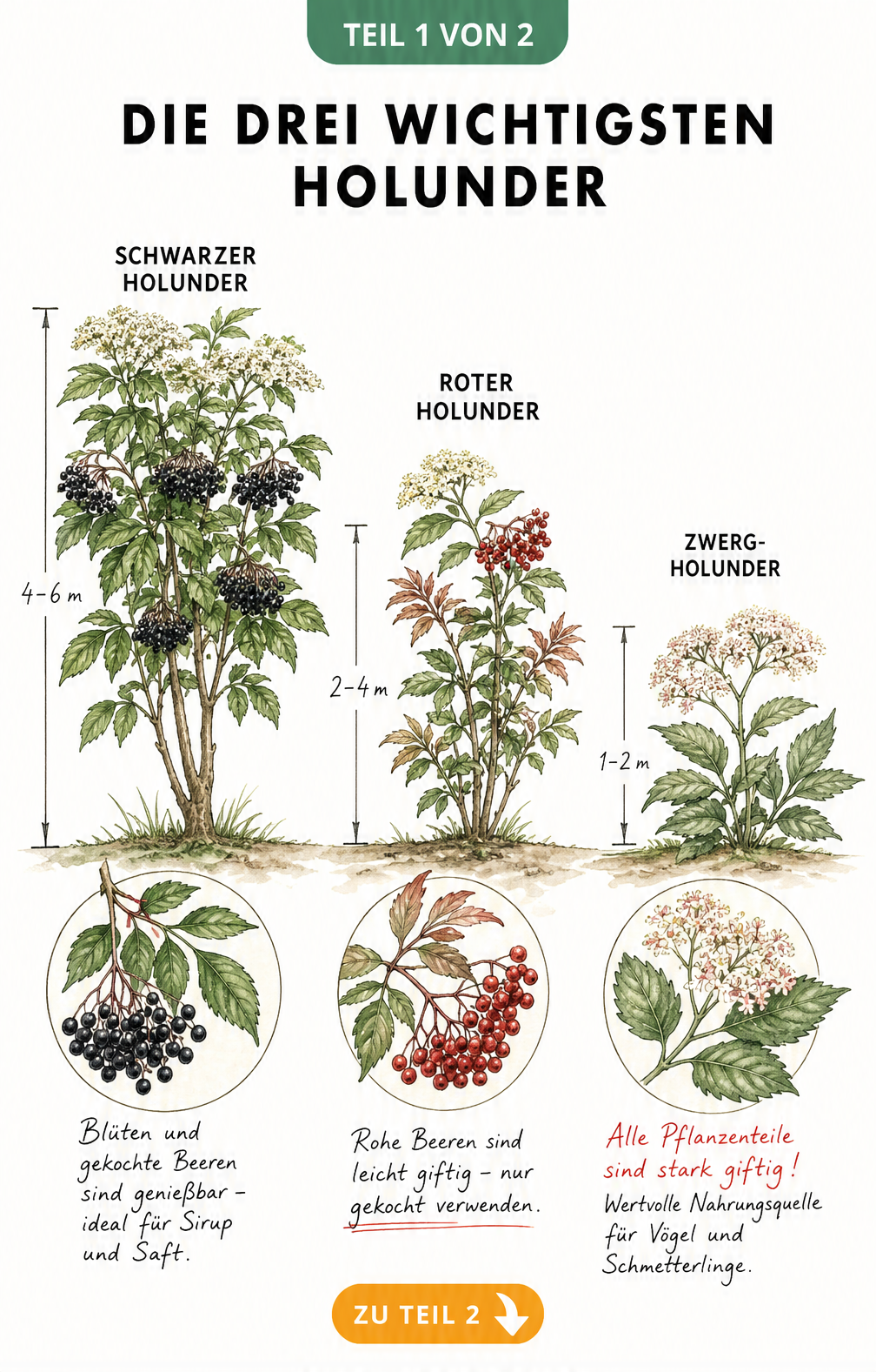 Botanische Illustration der drei wichtigsten Holunder-Arten: Schwarzer Holunder, Roter Holunder und Zwerg-Holunder im Größenvergleich mit Details zu Blättern...