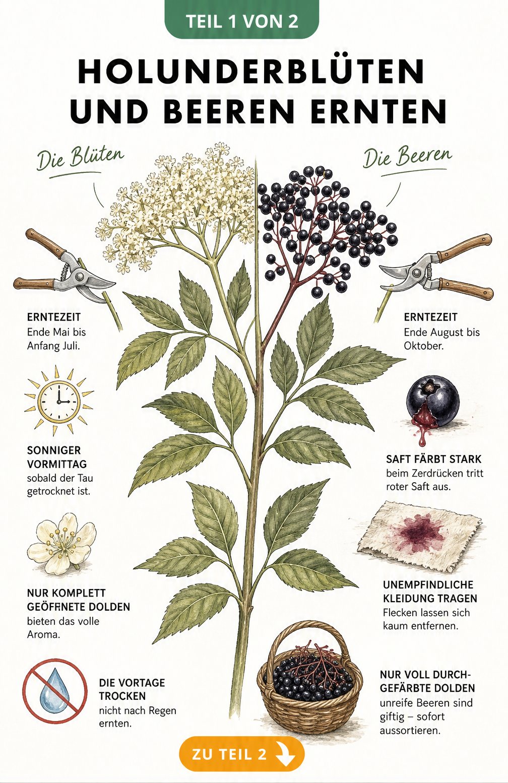 Botanische Illustration eines Holunderzweigs mit Blüten und Beeren, Erntezeitpunkte und Tipps