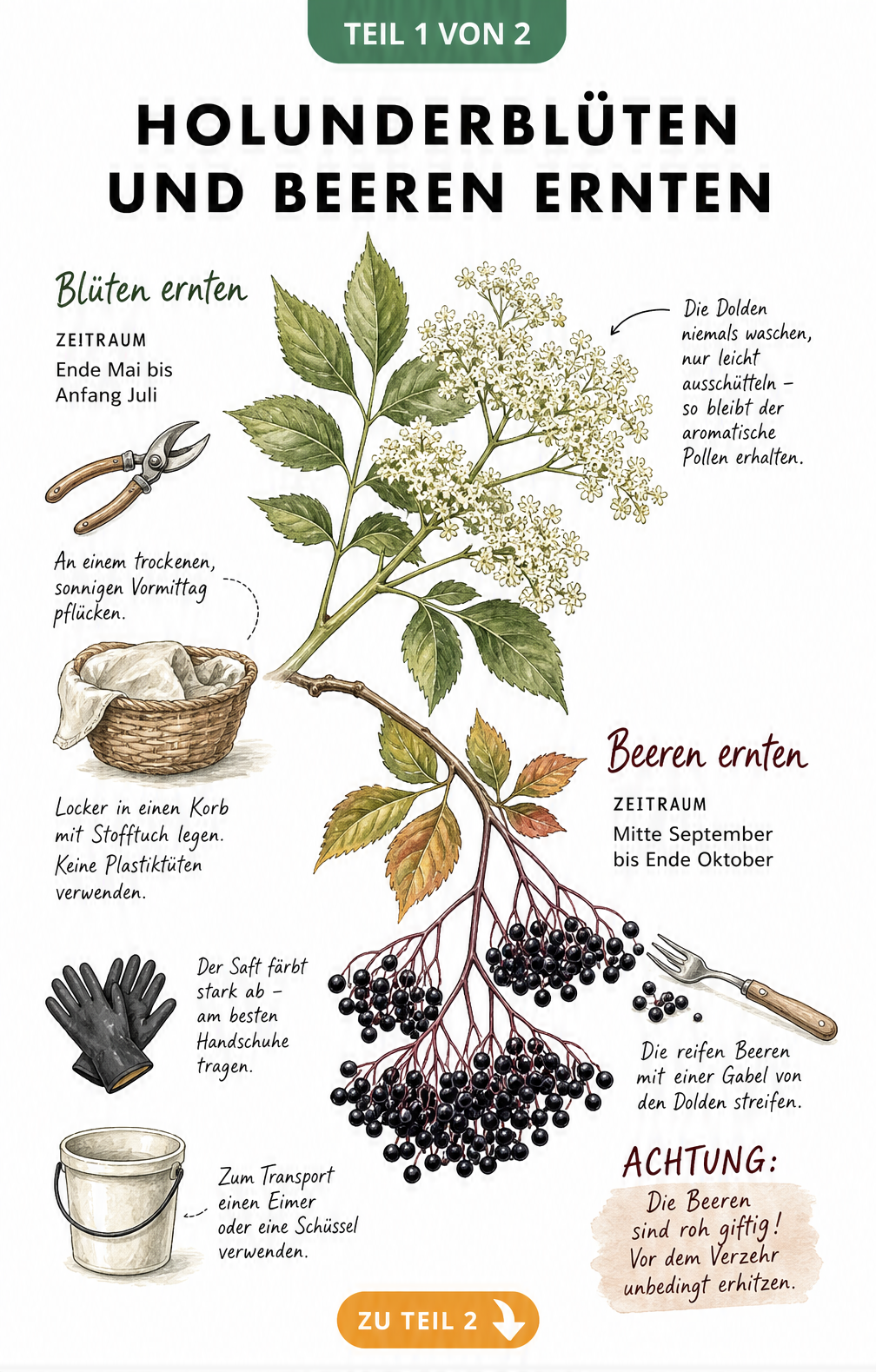 Gezeichneter Holunderzweig mit Erntezeiten für Blüten im Frühsommer und Beeren im Herbst