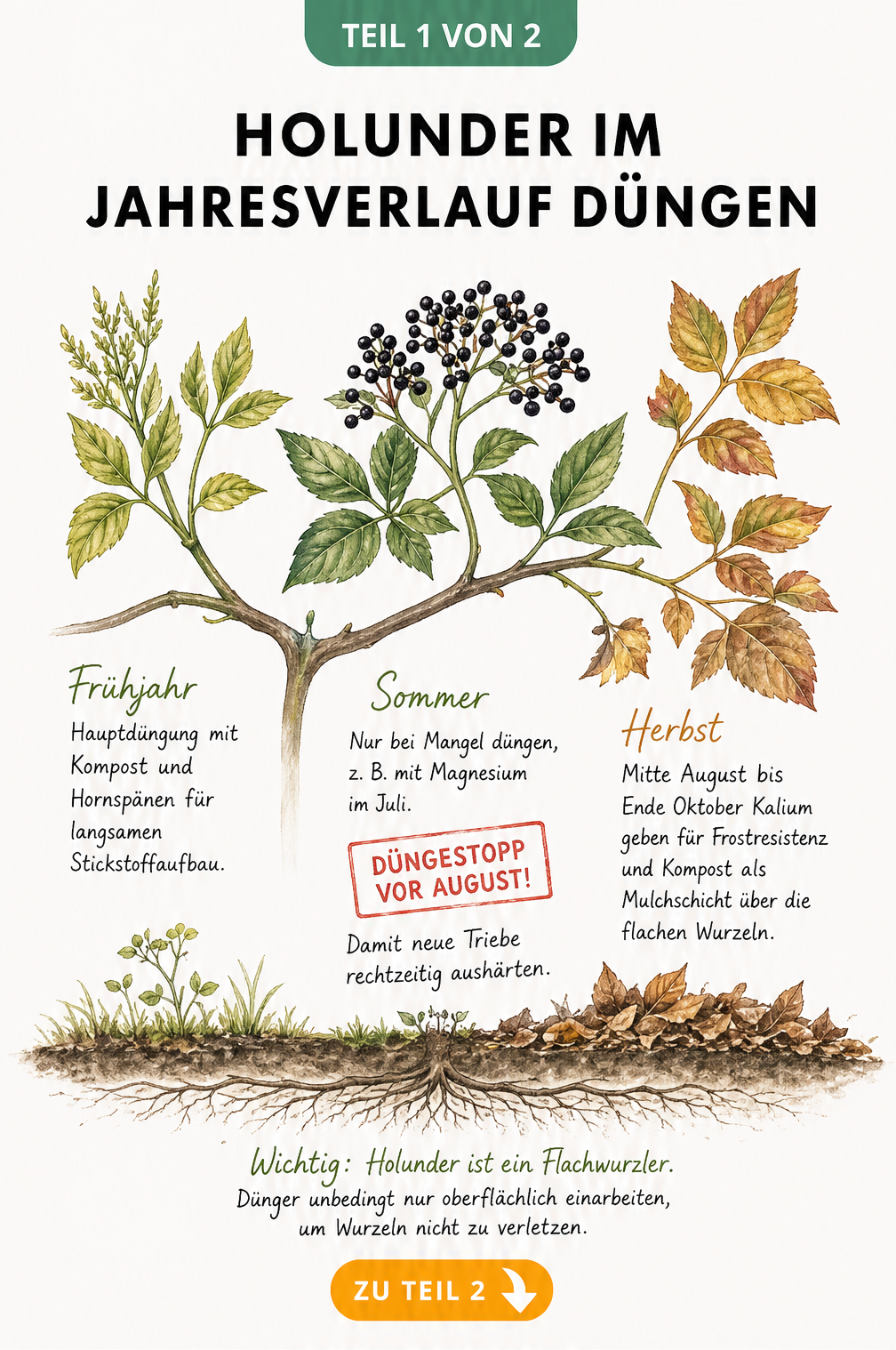 Illustration eines Holunderzweigs, der die Düngung im Frühjahr, Sommer und Herbst zeigt