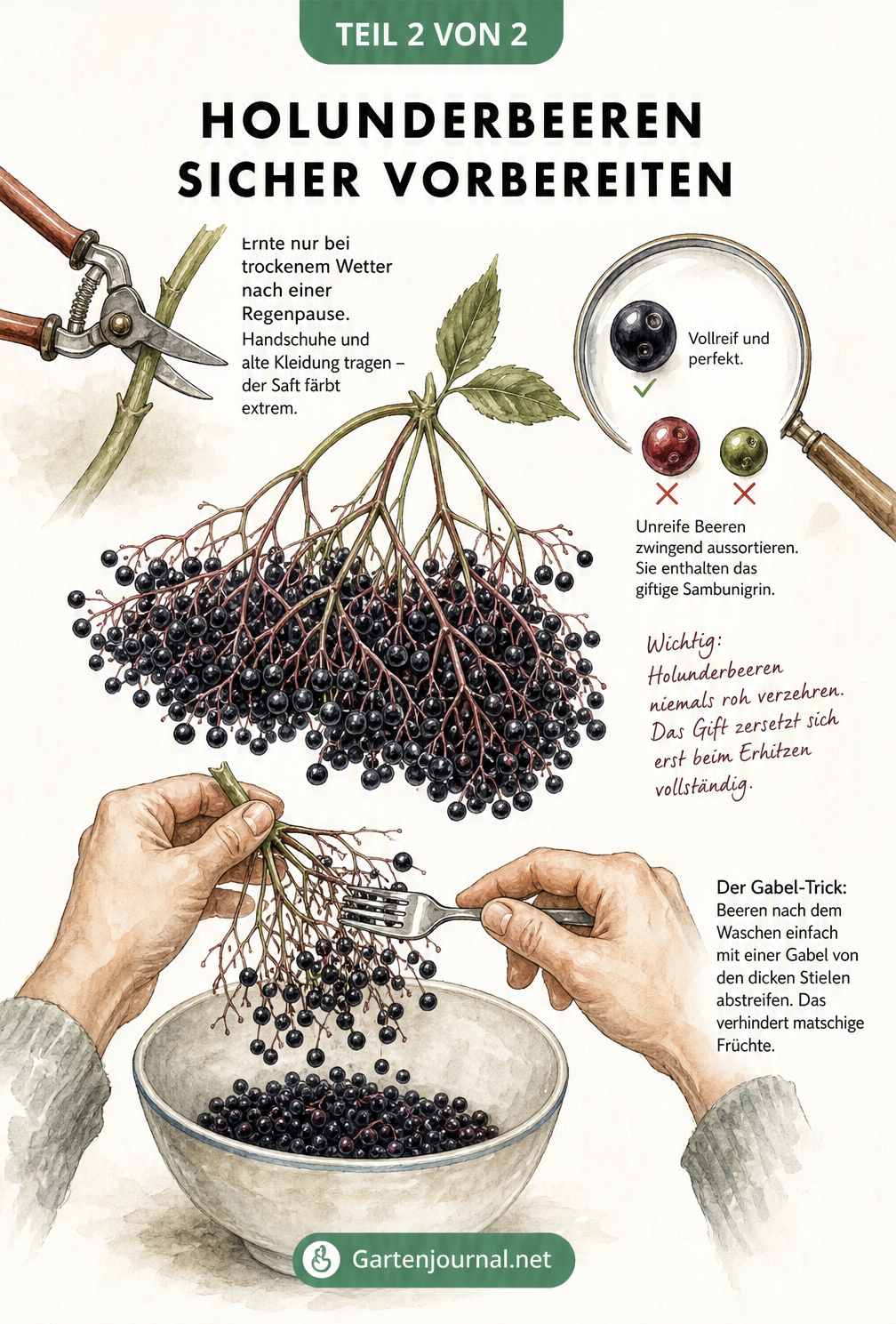 Querschnitt-Illustration eines Dampfentsafters auf einer Herdplatte mit Holunderbeeren im Fruchtkorb