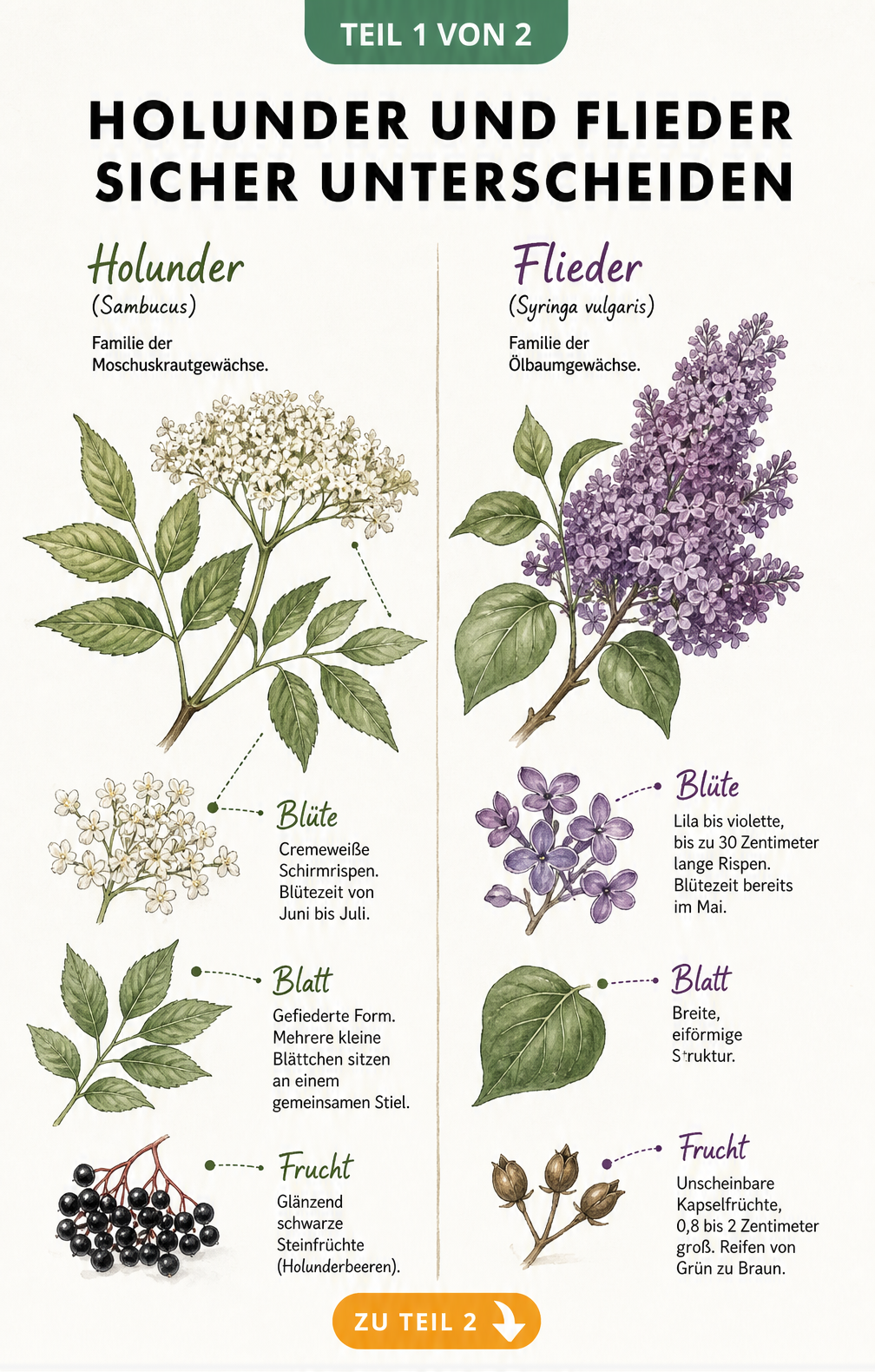 Botanische Illustration von Holunder und Flieder mit Details zu Blüten, Blättern und Früchten
