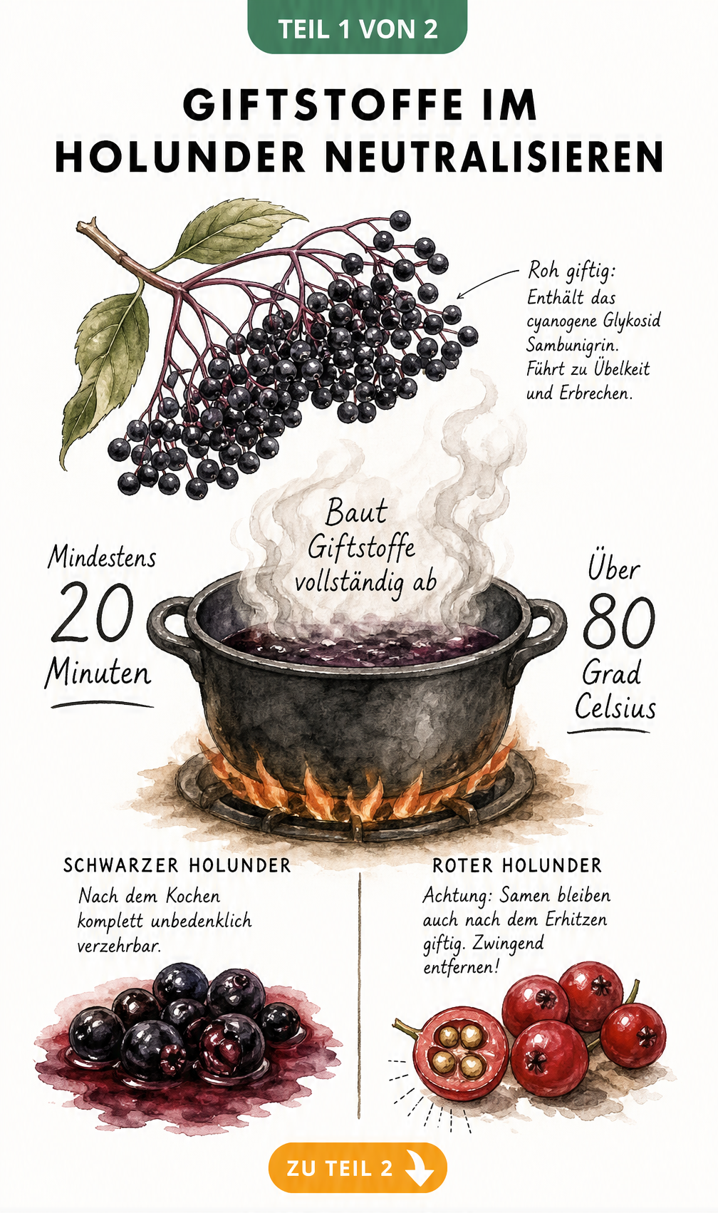 Illustration zur Neutralisierung von Giftstoffen in Holunderbeeren durch Kochen