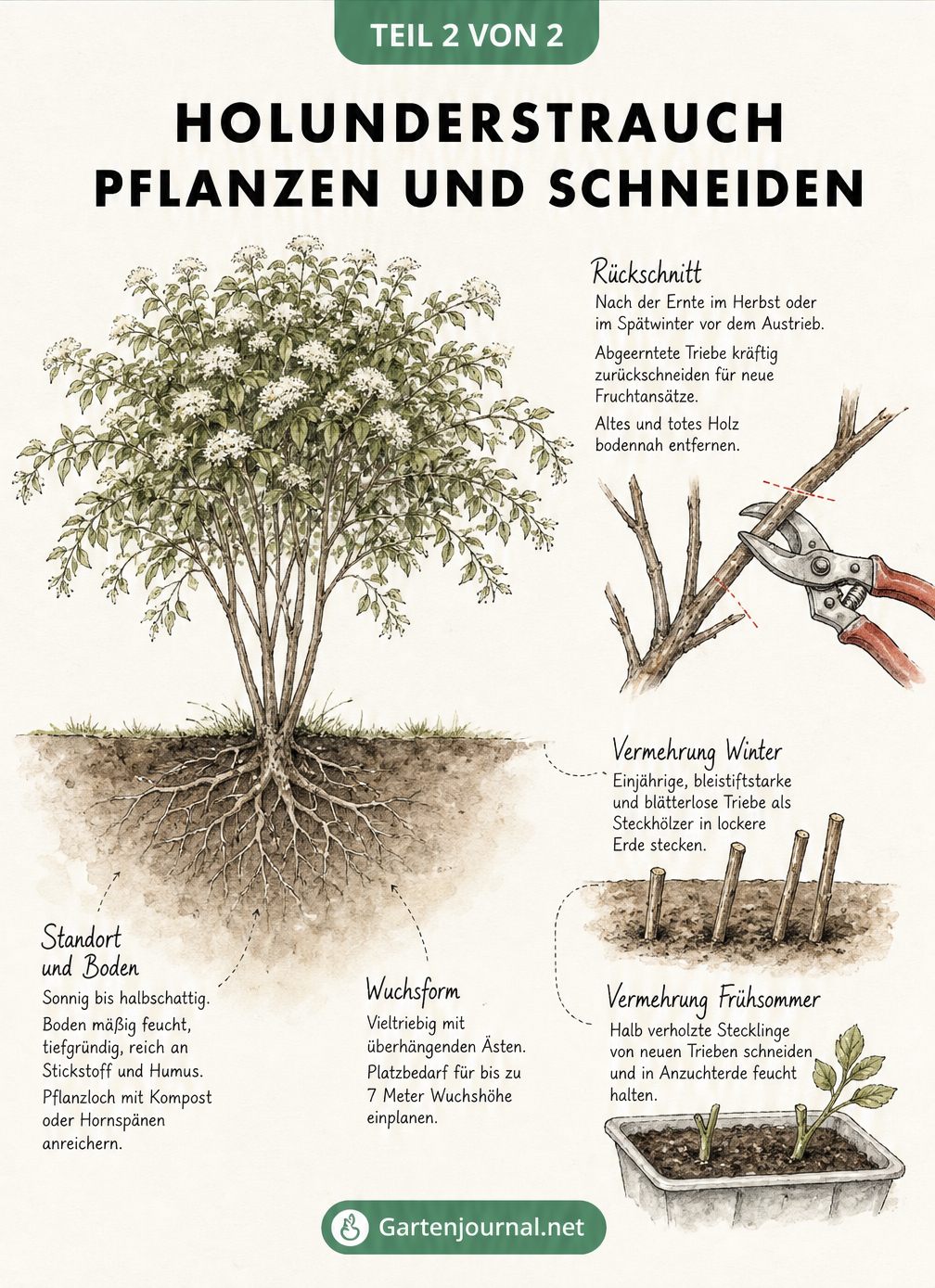 Illustration eines Holunderstrauchs mit Wurzelzone, Schnittführung an einem Ast und Vermehrungsmethoden