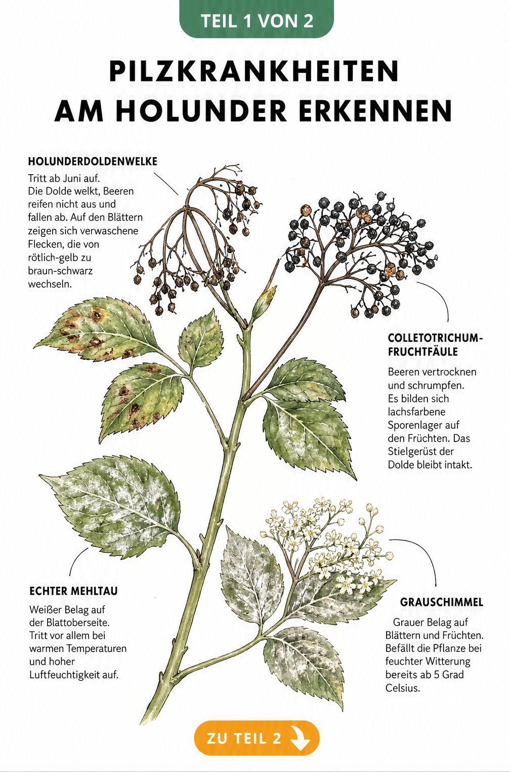 Illustration eines Holunderzweigs mit Schadbildern von Pilzkrankheiten wie Echter Mehltau, Grauschimmel, Holunderdoldenwelke und Colletotrichum-Fruchtfäule