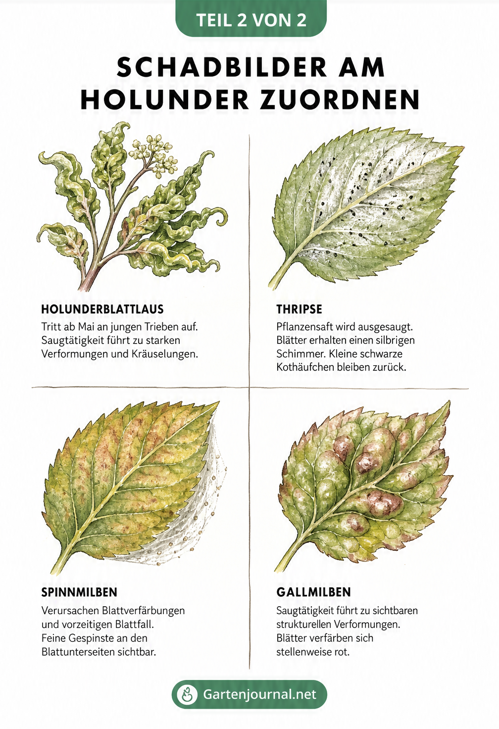 Illustration von Holunderblättern mit Schadbildern durch tierische Schädlinge wie Holunderblattlaus, Thripse, Spinnmilben und Gallmilben