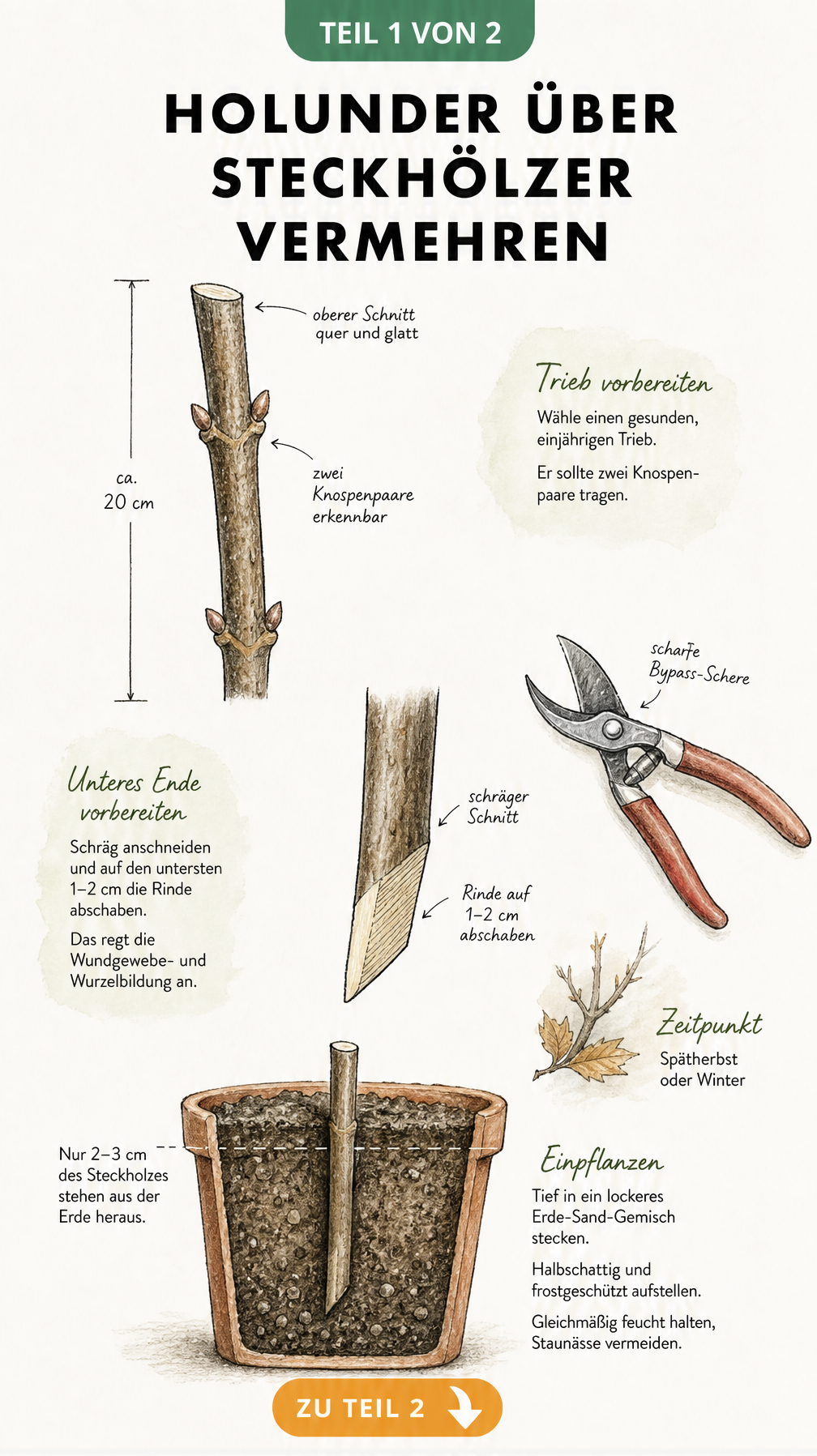 Botanische Illustration eines Holundertriebs zur Vermehrung über Steckhölzer mit Maßangaben und Pflanzquerschnitt