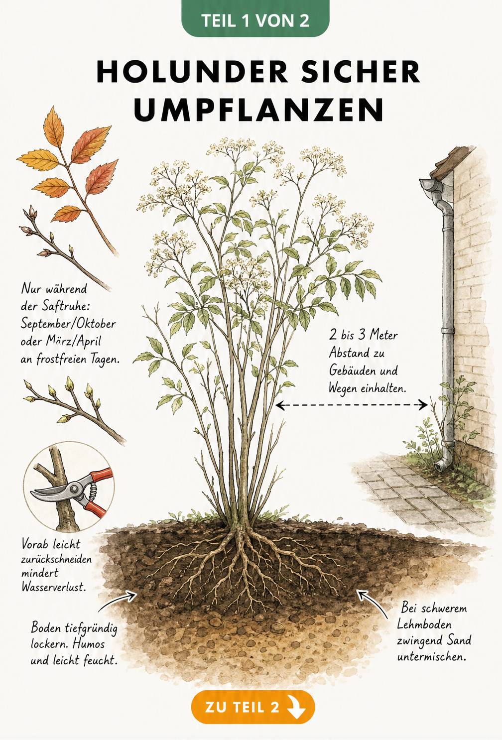 Illustration eines Holunderstrauchs mit Hinweisen zu Pflanzzeit, Abstand und Bodenbeschaffenheit