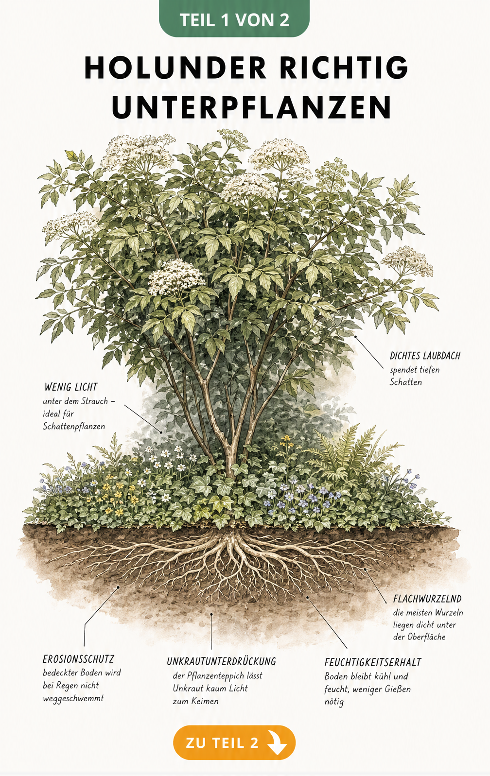 Querschnitt-Illustration eines Holunderstrauchs mit oberirdischem Blätterdach und unterirdischem Wurzelsystem sowie Bodendeckern