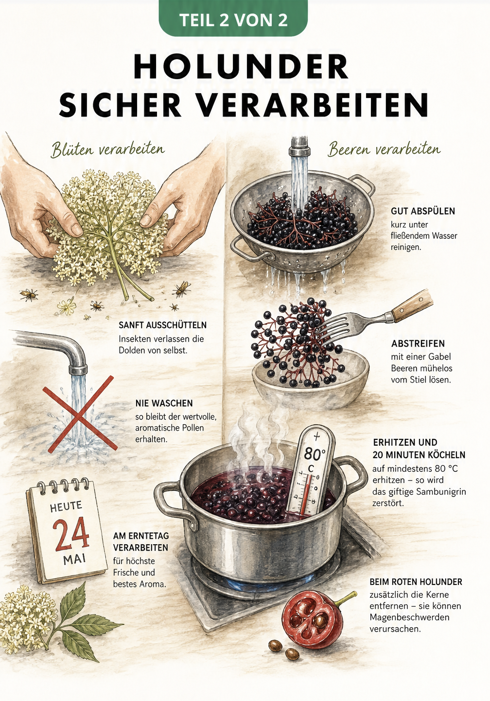 Illustration zur Verarbeitung von Holunderblüten und Holunderbeeren in der Küche