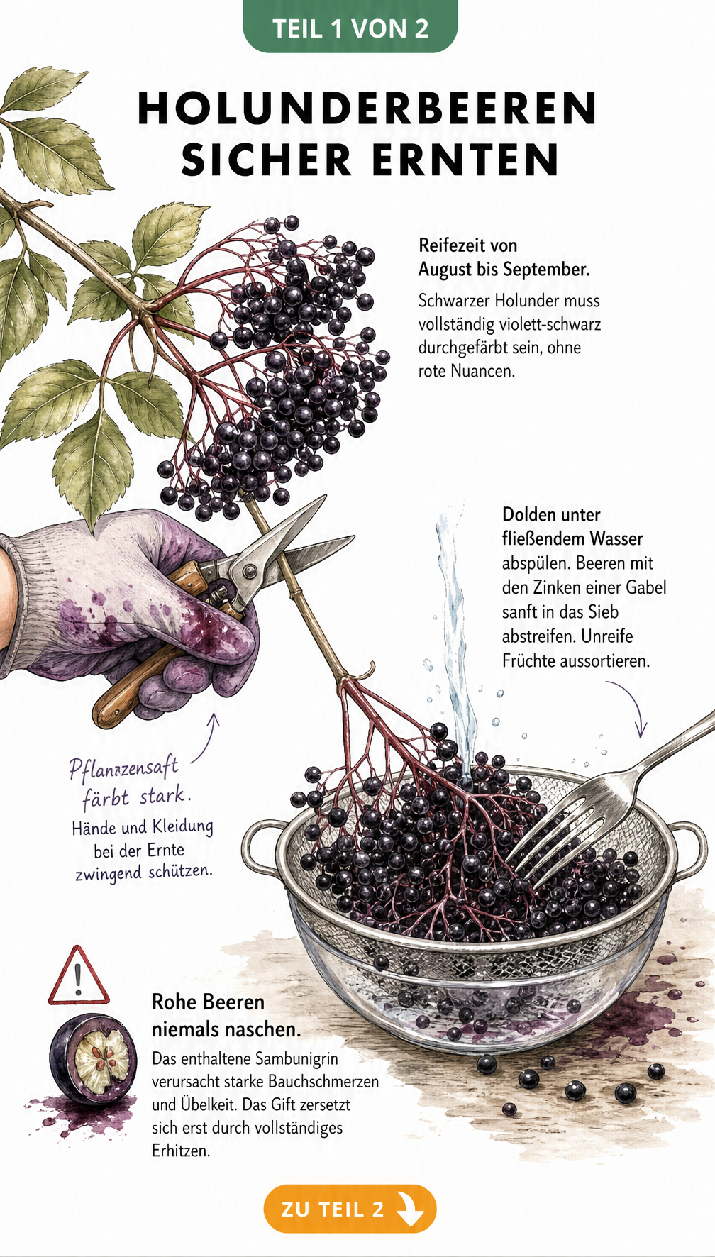 Botanische Illustration einer reifen Holunderdolde mit Erntehinweisen und Warnung vor rohen Beeren