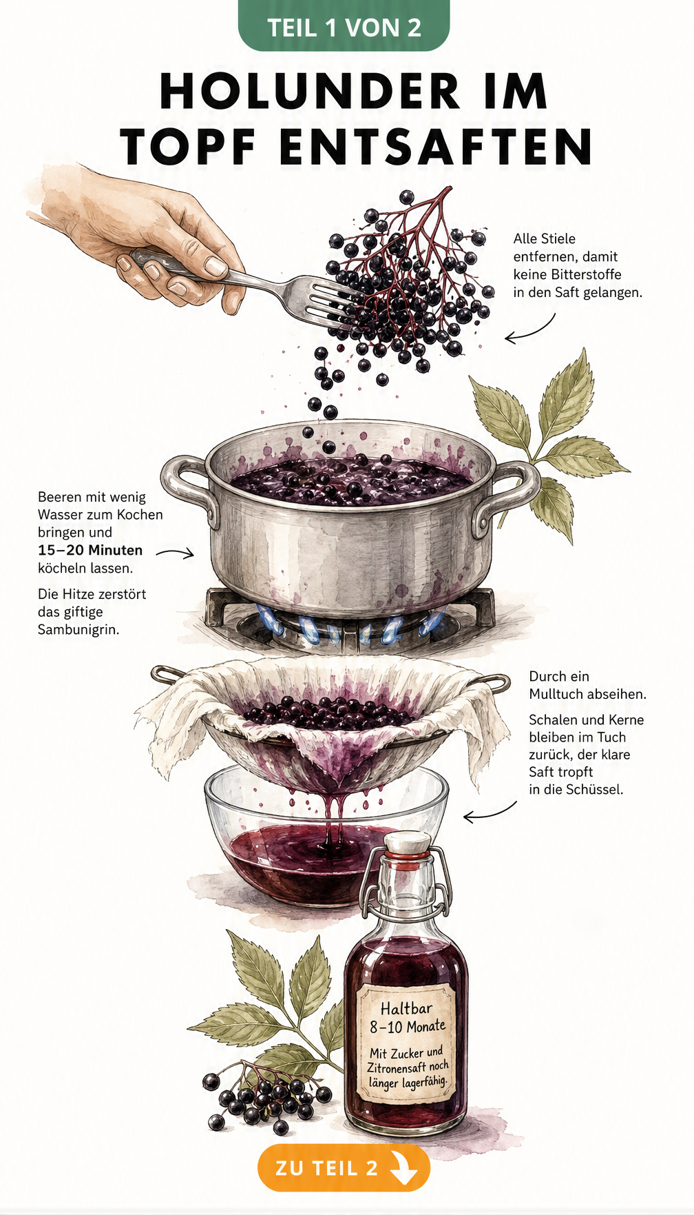 Illustration: Holunderbeeren im Topf entsaften, von der Vorbereitung bis zum Abfüllen in Flaschen.