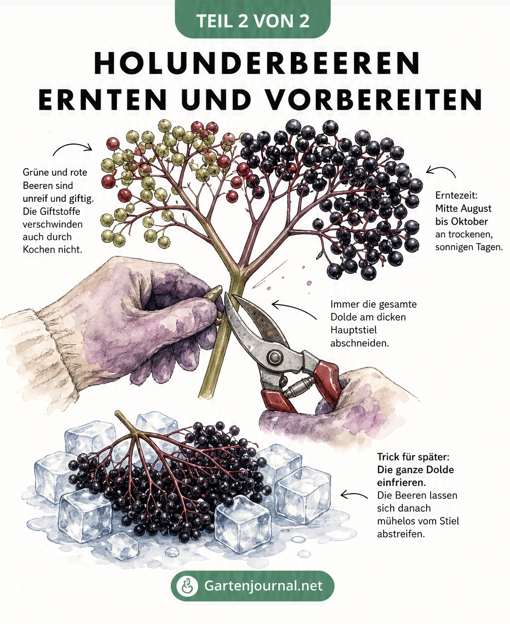 Botanische Zeichnung: Reife und unreife Holunderbeeren an der Dolde, Erntezeitpunkt und Einfrier-Trick.