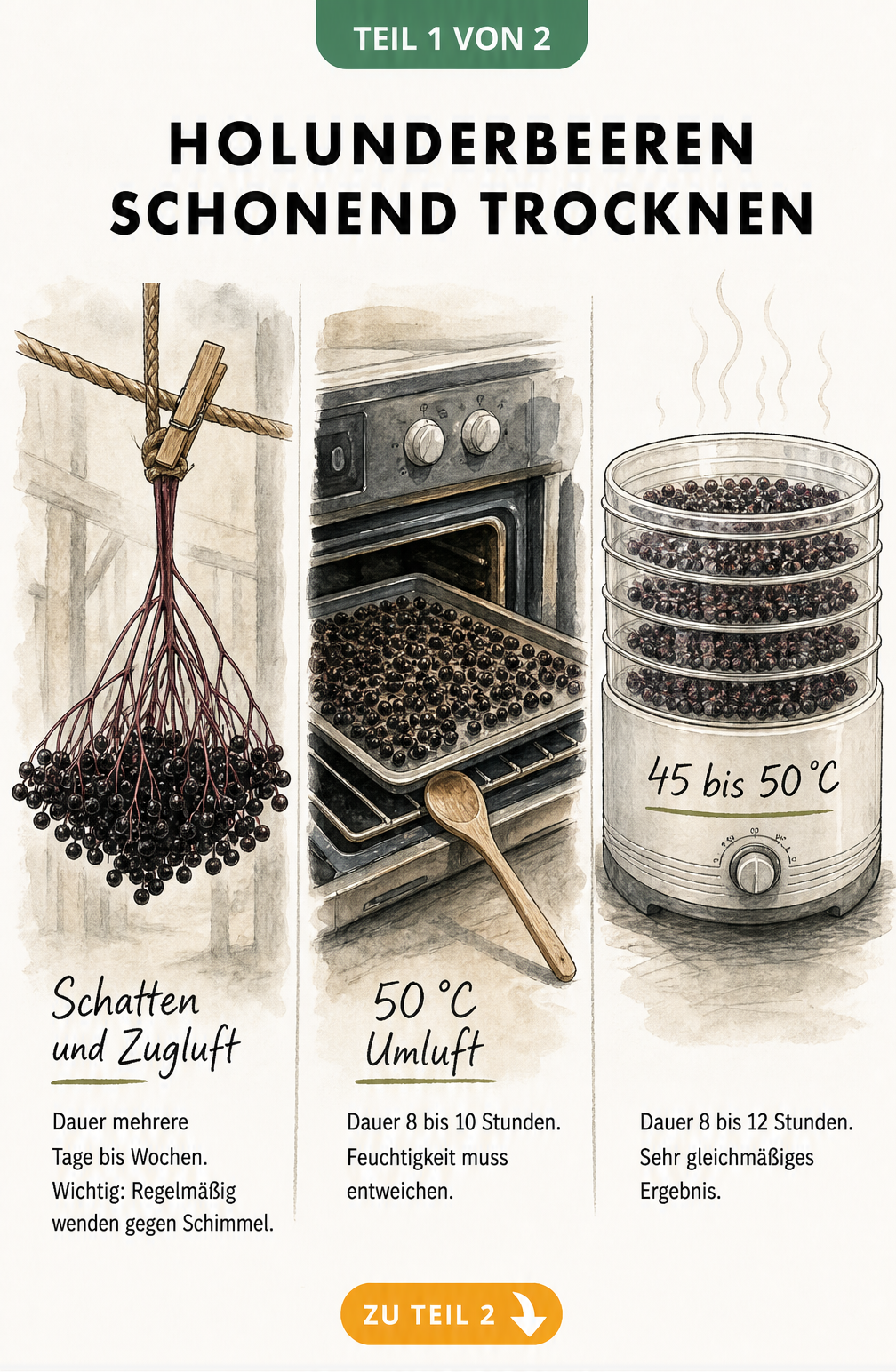 Illustration von drei Methoden zum Trocknen von Holunderbeeren: Lufttrocknung, Backofen und Dörrgerät