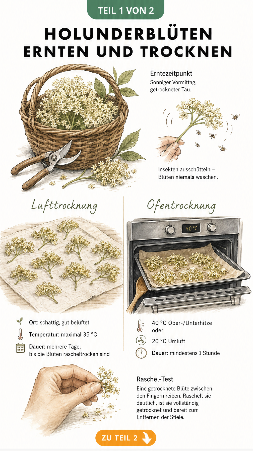Illustration von Holunderblüten bei der Ernte im Korb sowie Trocknungsmethoden an der Luft und im Backofen
