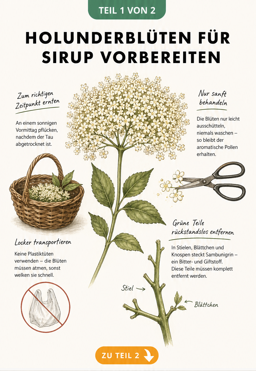 Botanische Illustration einer Holunderblütendolde mit Hinweisen zur Ernte und Vorbereitung für Sirup