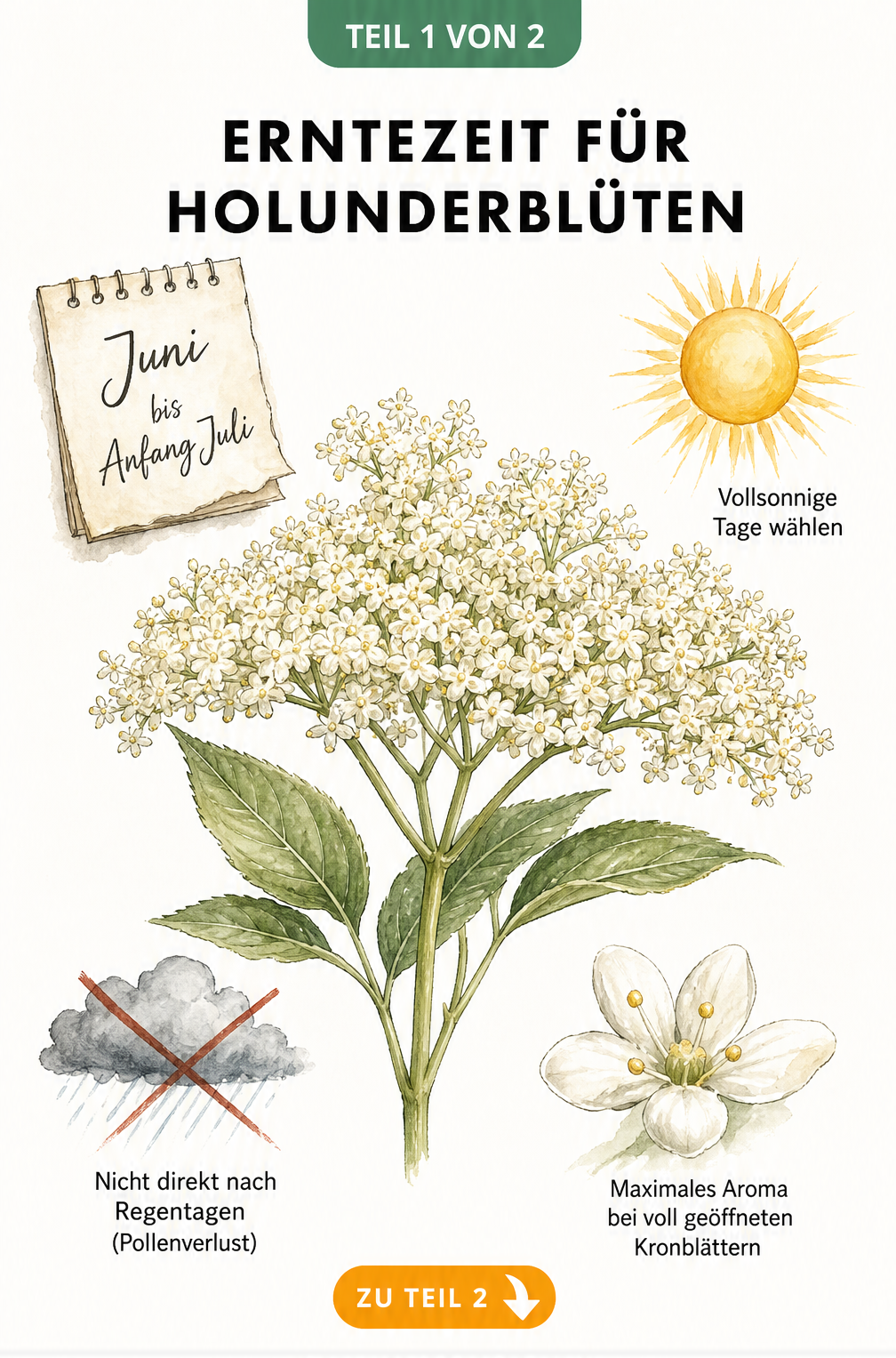 Botanische Illustration der Holunderblüte mit Tipps zur idealen Erntezeit im Juni und Juli an sonnigen Tagen