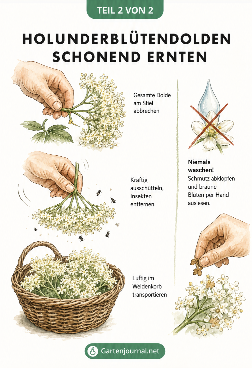 Aquarell-Zeichnung zur schonenden Ernte von Holunderblüten: Dolden abknicken, ausschütteln und im Weidenkorb transportieren