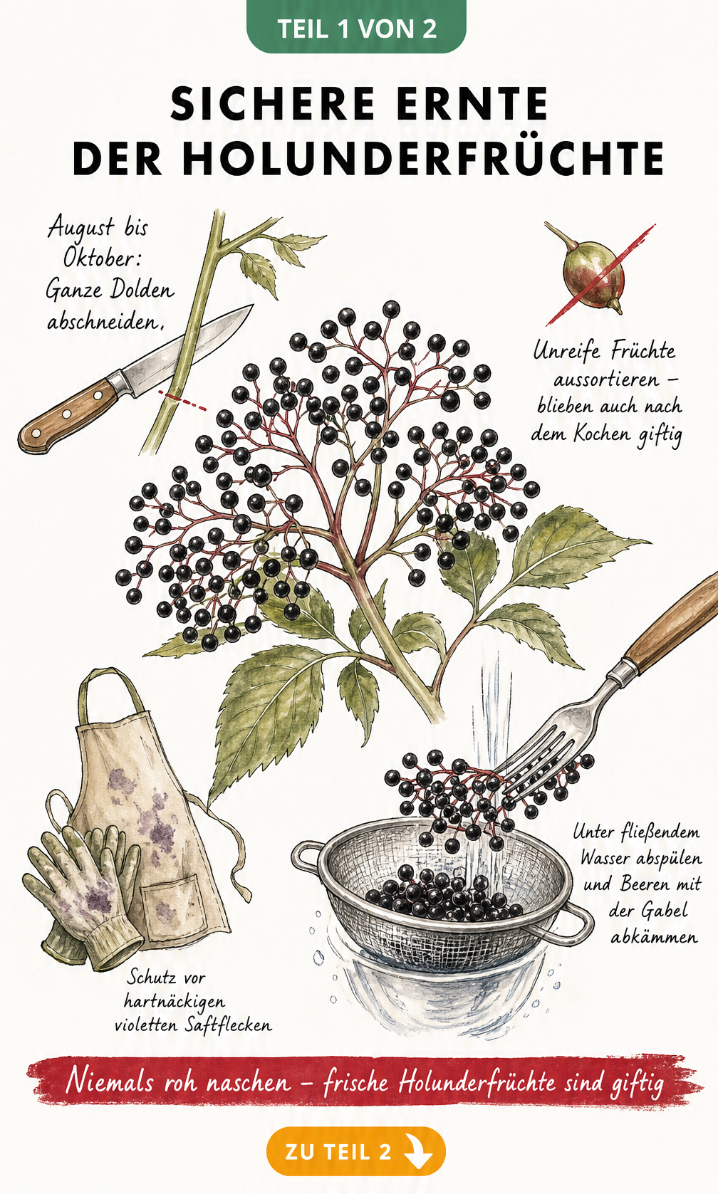 Illustration einer Holunderdolde mit Hinweisen zur sicheren Ernte und dem Abkämmen der Beeren mit einer Gabel
