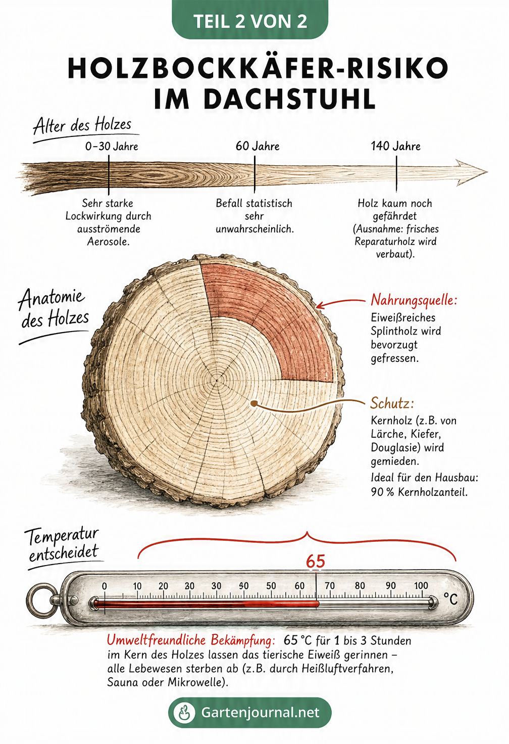 Grafik zum Holzbockkäfer-Risiko nach Holzalter, Holzanatomie und thermischer Bekämpfung bei 65 Grad