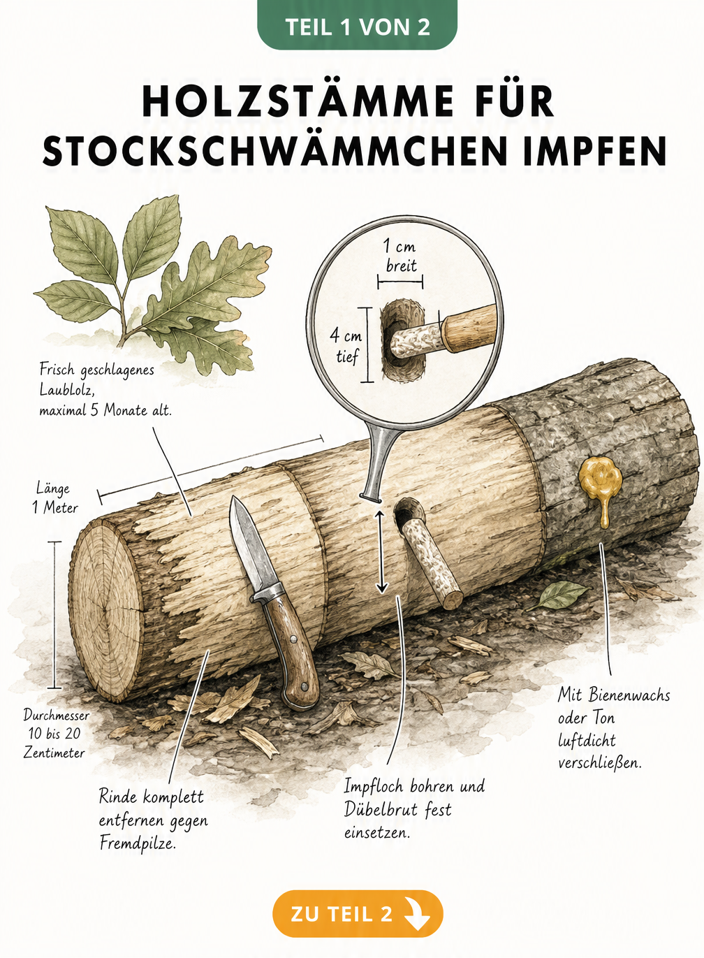 Illustration eines Laubholzstamms, der für die Stockschwämmchenzucht vorbereitet wird, mit Details zum Entrinden, Bohren und Versiegeln mit Bienenwachs.
