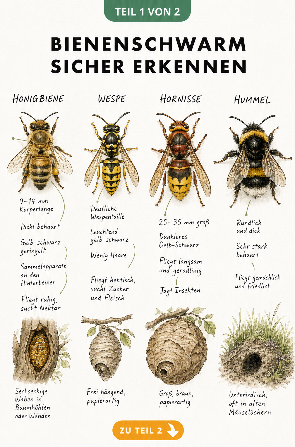 Illustration zur Unterscheidung von Honigbiene, Wespe, Hornisse und Hummel mit ihren Nestern