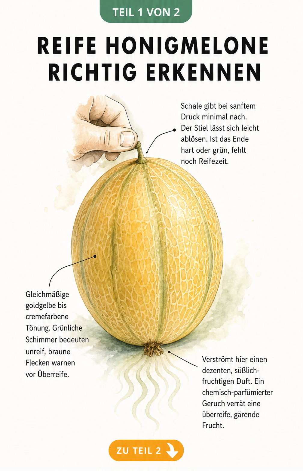 Illustration einer Honigmelone mit Hinweisen zu Drucktest, Schalenfarbe und Geruch zur Bestimmung der Reife
