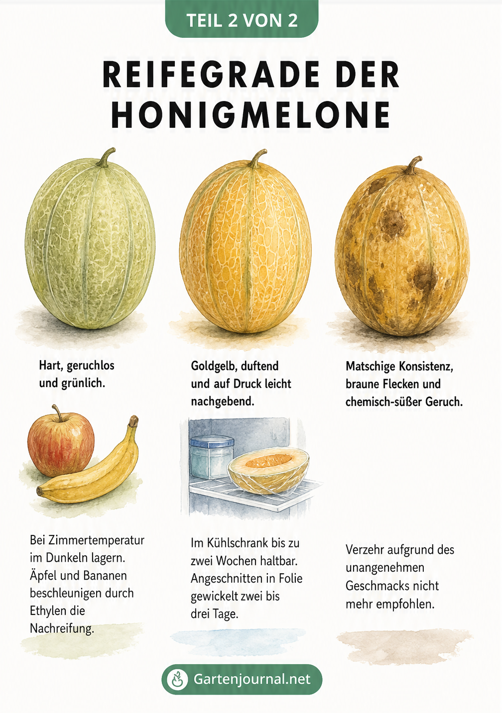 Drei Honigmelonen in verschiedenen Reifegraden mit Tipps zur optimalen Lagerung