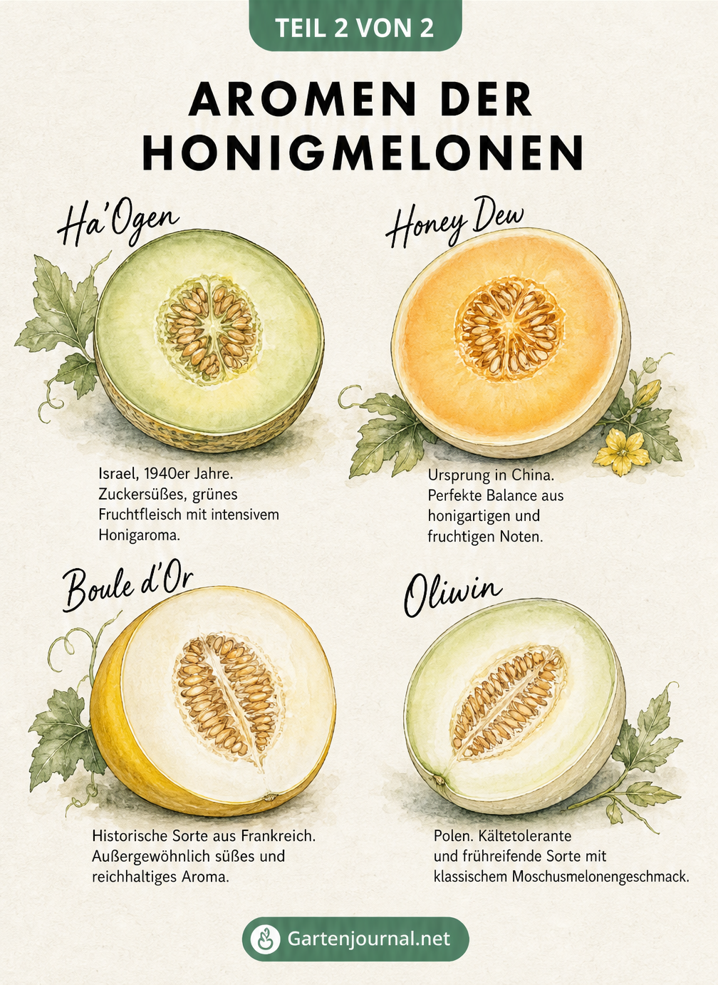 Draufsicht auf vier halbierte Honigmelonen: Ha'Ogen, Honey Dew, Boule d'Or und Oliwin mit verschiedenfarbigem Fruchtfleisch