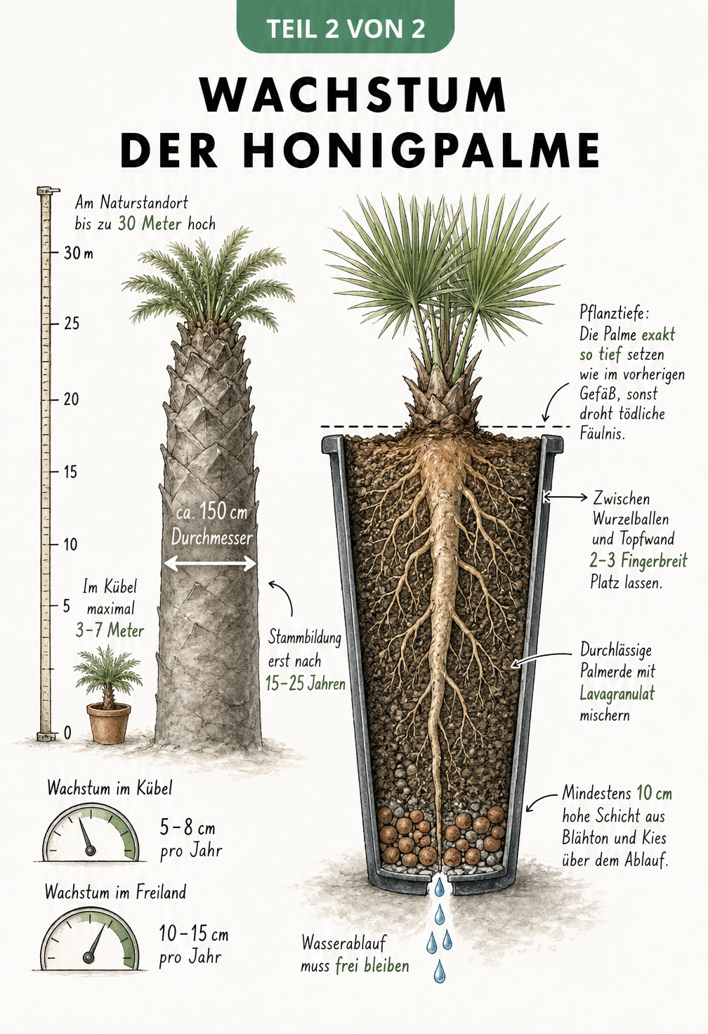 Botanische Darstellung des Wachstums und der Pflanzung einer Honigpalme mit Wurzelballen im Topf
