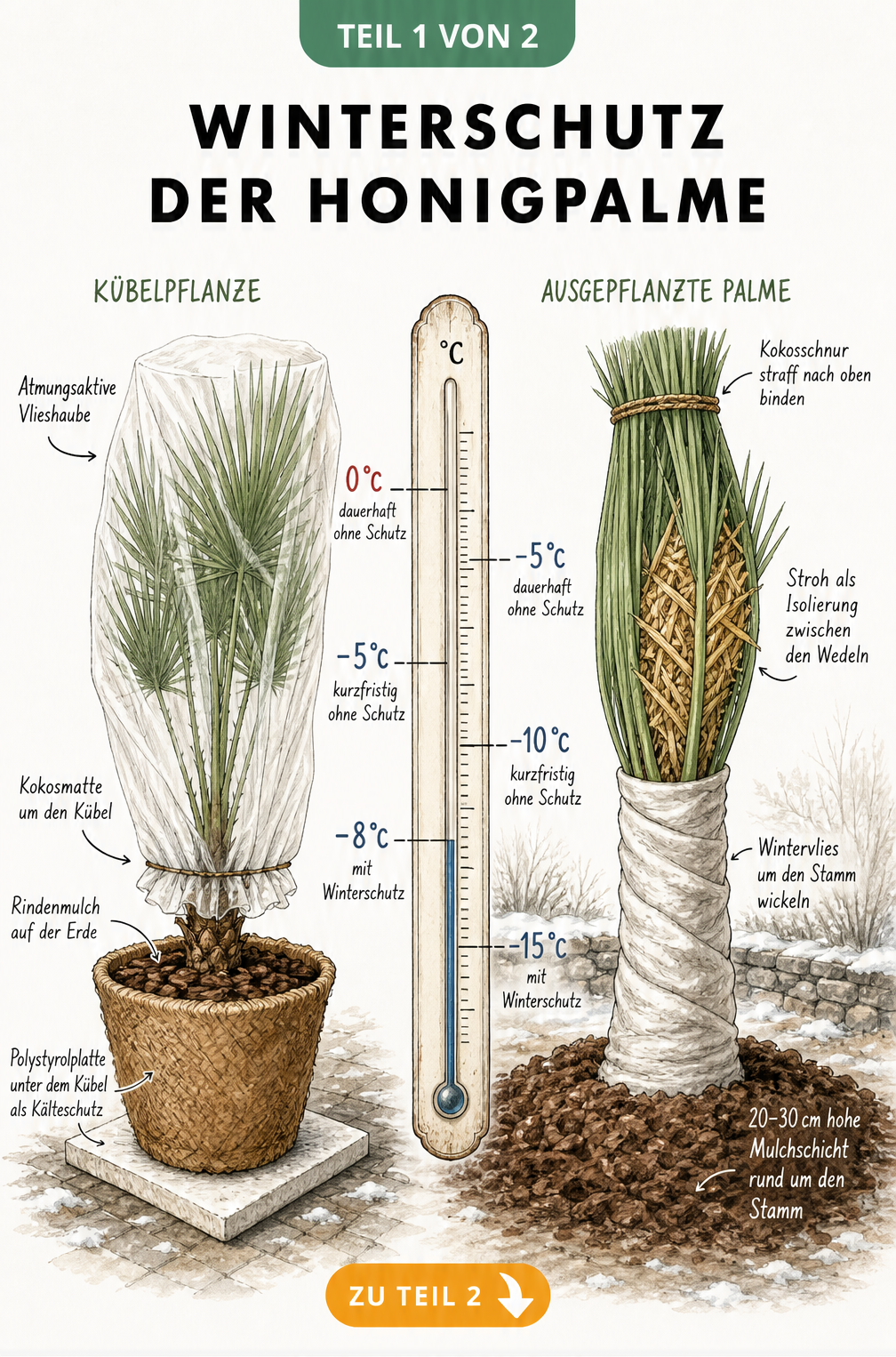 Illustration des Winterschutzes einer Honigpalme im Kübel und im Freiland mit Temperaturangaben