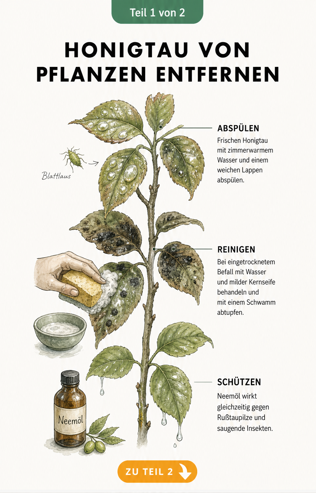 Illustration eines Pflanzenzweigs, der die Reinigung von Honigtau und Rußtaupilzen mit Wasser, Kernseife und Neemöl zeigt.