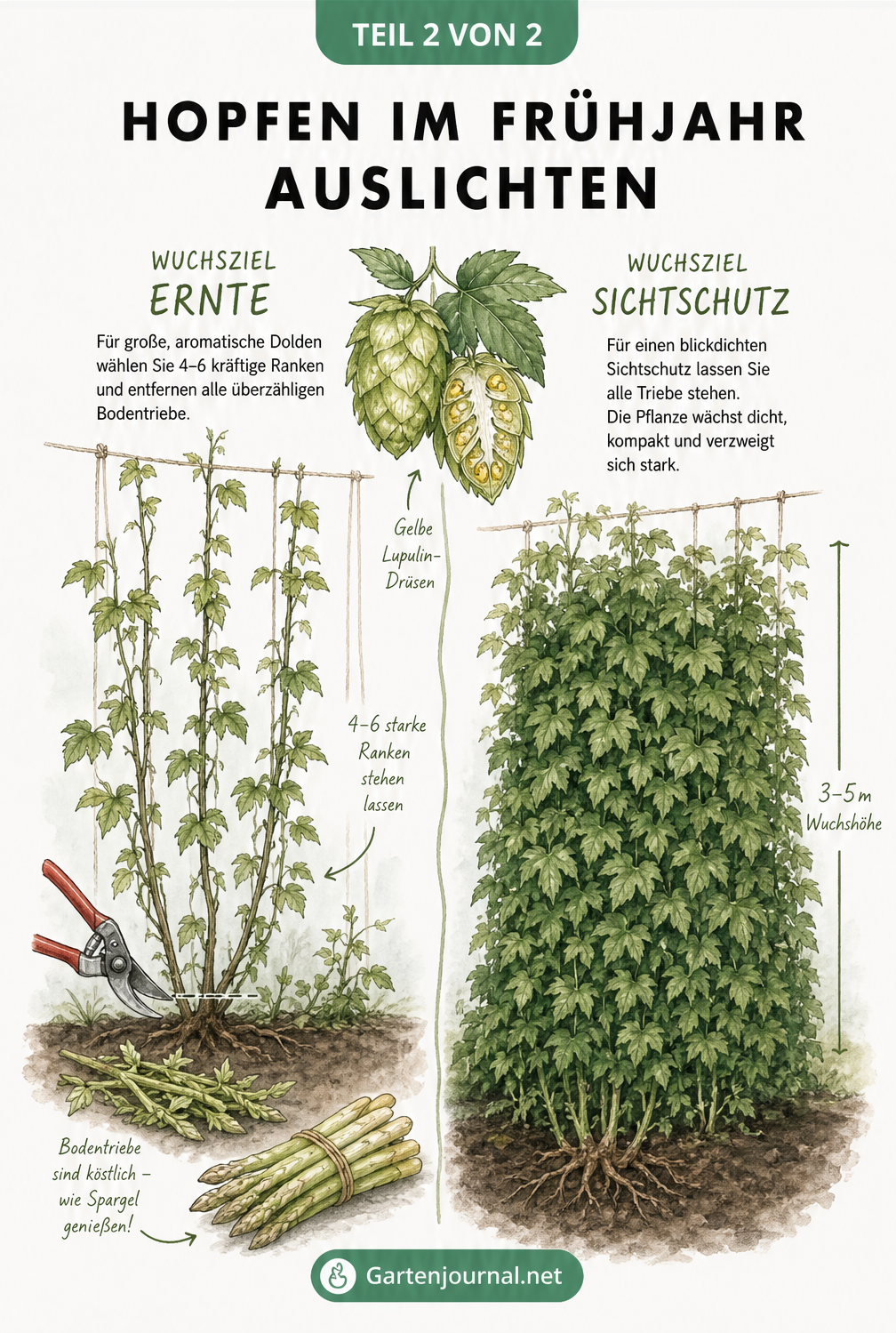 Gegenüberstellung von Hopfen im Frühjahr: Ausgelichtet für die Ernte mit wenigen Ranken und dichten Wuchs als Sichtschutz.