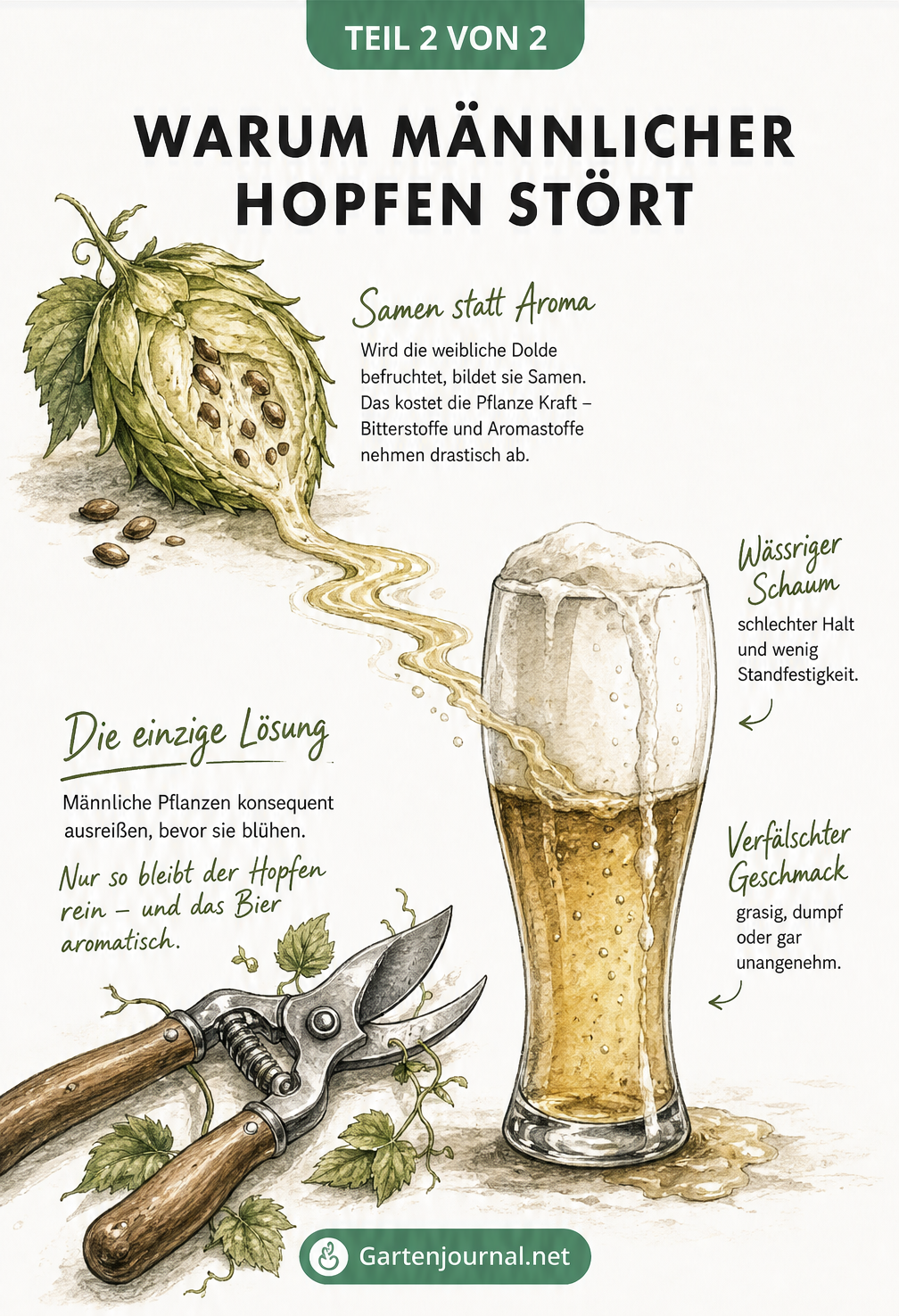 Illustration der negativen Folgen von befruchtetem Hopfen auf die Bierqualität