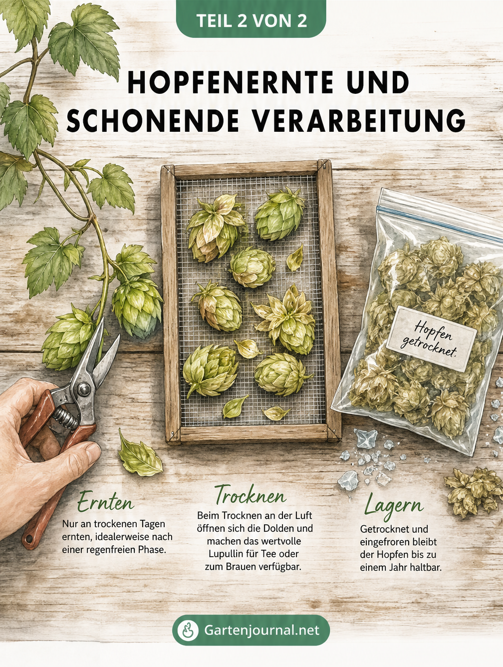 Illustration auf einem Holztisch: Eine Hand schneidet eine Hopfendolde ab, daneben trocknen Dolden auf einem Netzrahmen und rechts liegt ein Gefrierbeutel mit...