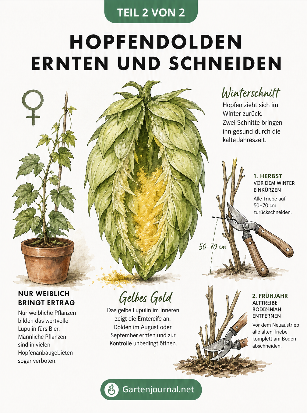 Illustration einer geöffneten Hopfendolde mit gelbem Lupulin, einer weiblichen Pflanze und Gartenscheren für den Rückschnitt