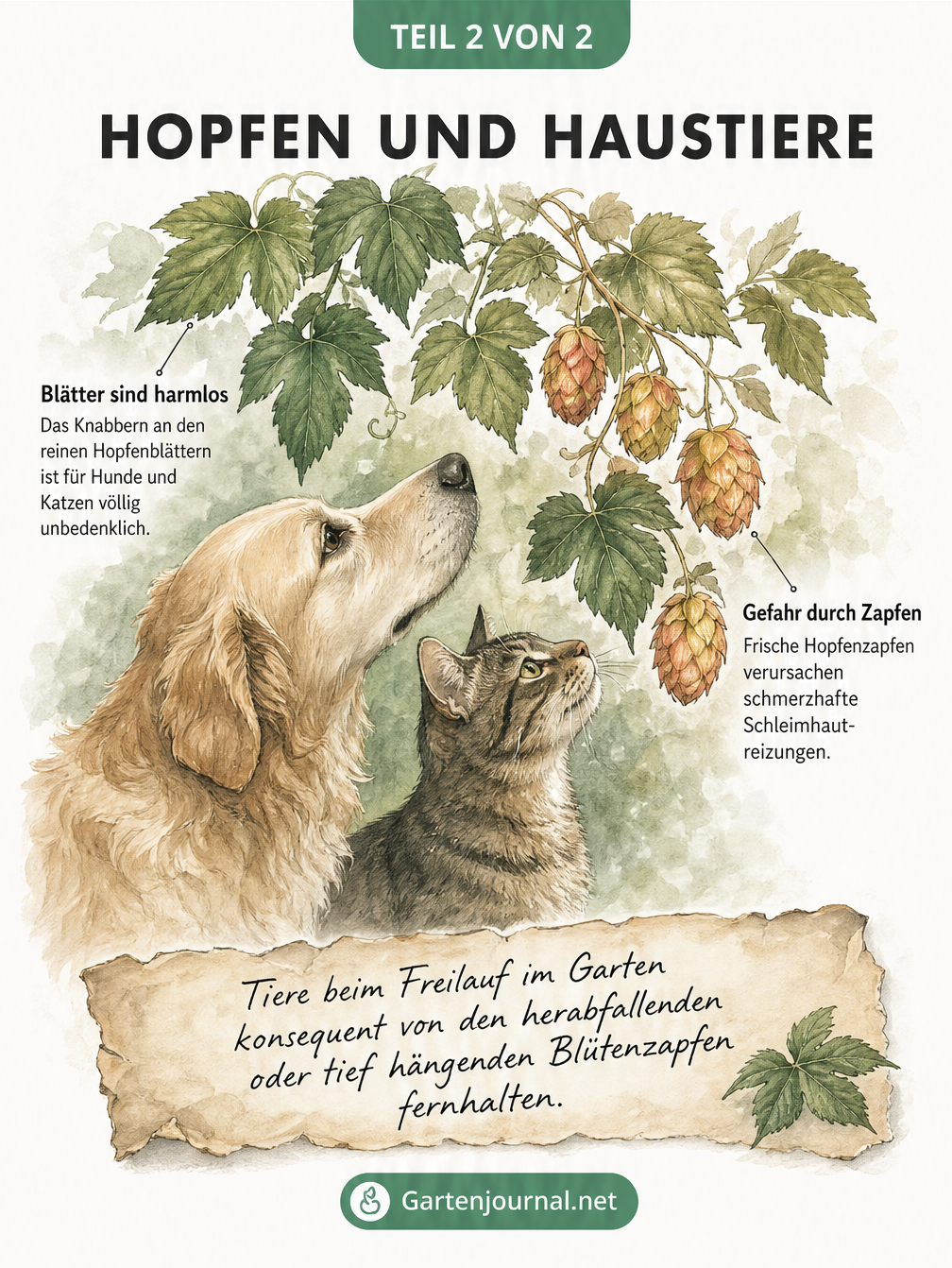 Aquarell-Zeichnung von Hund und Katze an einer Hopfenpflanze mit Warnung vor frischen Hopfenzapfen