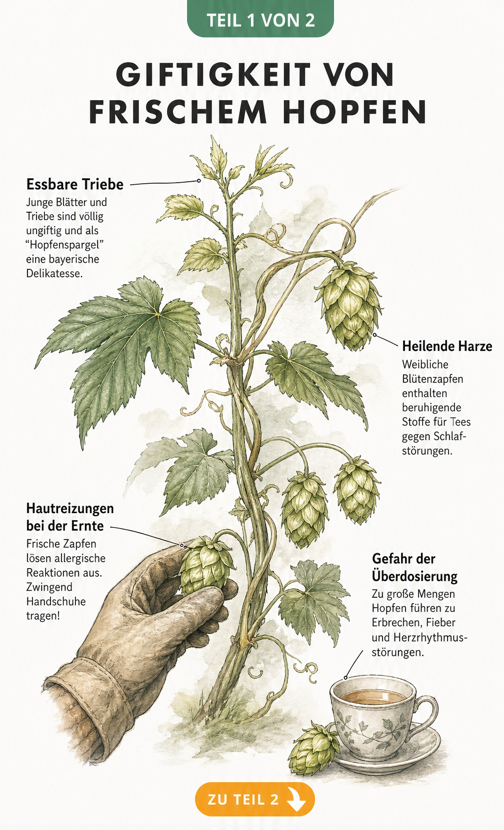 Botanische Illustration einer Hopfenranke mit Erklärungen zur Giftigkeit von frischem Hopfen für Menschen