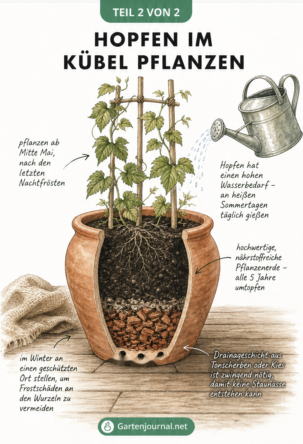 Handgezeichnete Illustration eines großen Pflanzgefäßes auf Terrassendielen mit Hopfen an einem Bambusgerüst, inklusive Risszeichnung der Drainageschicht.