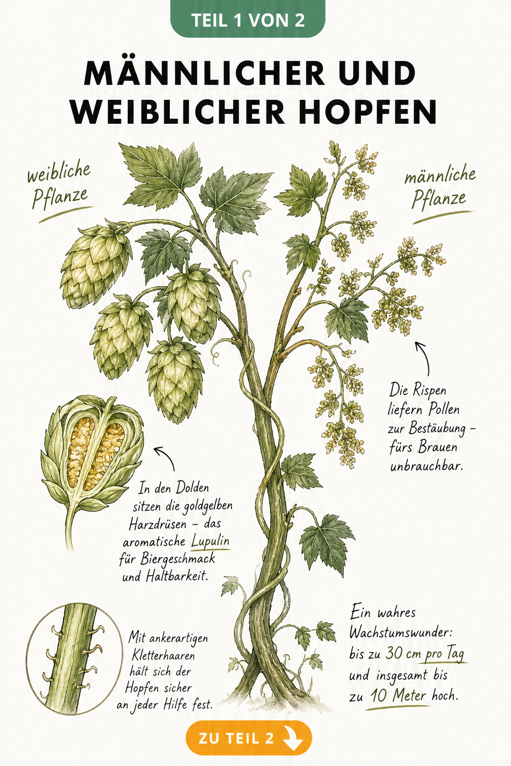 Botanische Illustration von männlichem und weiblichem Hopfen mit Dolden, Rispen und Kletterhaaren