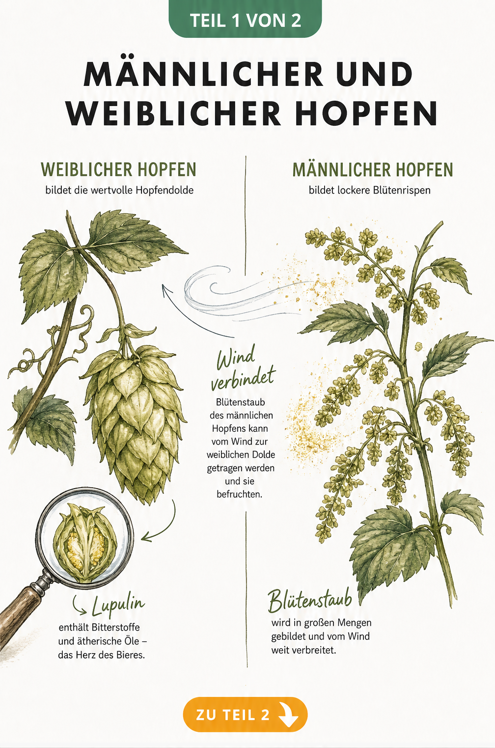 Botanische Illustration von weiblichem und männlichem Hopfen im Vergleich