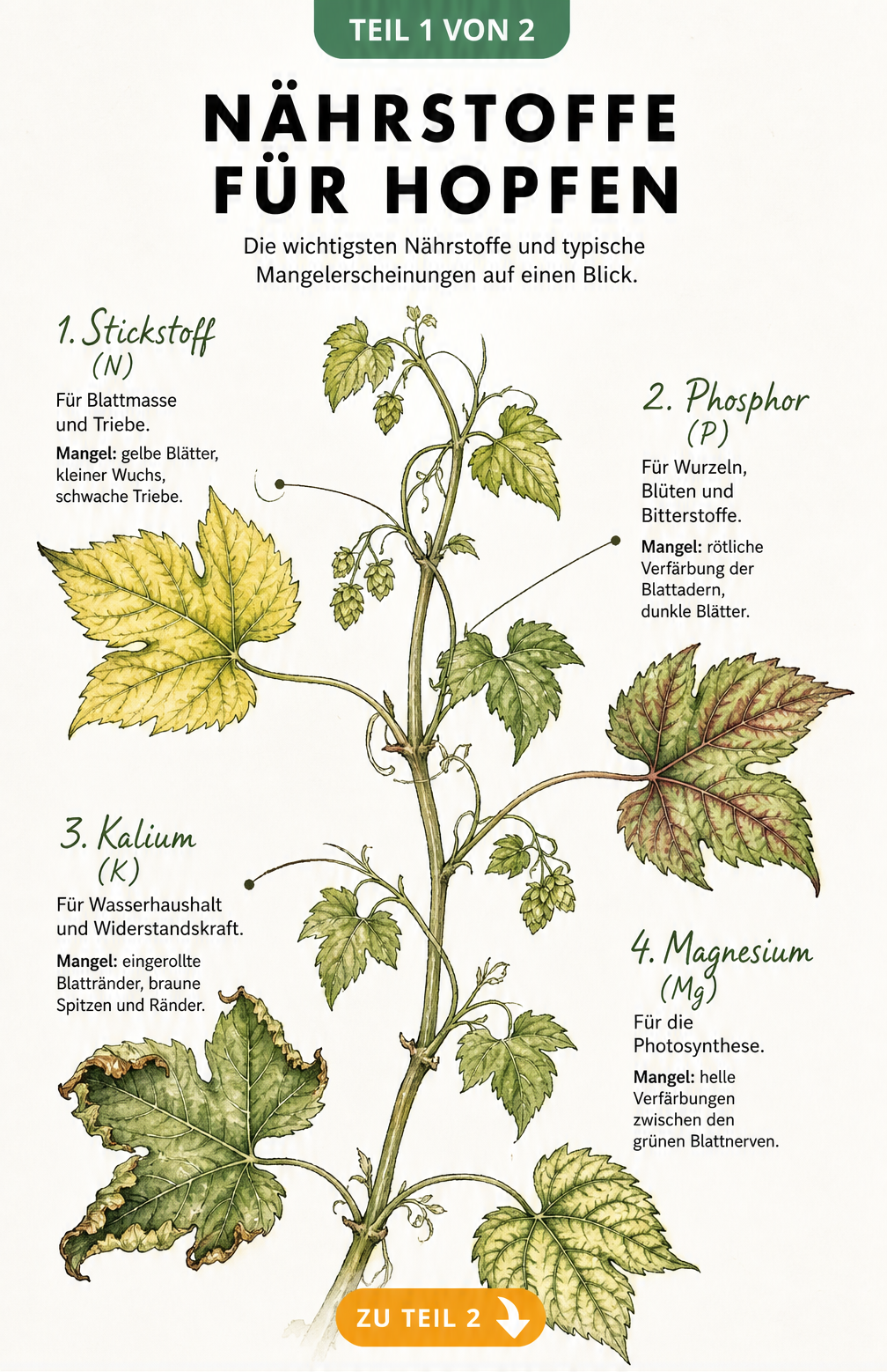 Botanische Illustration einer Hopfenranke, die Mangelerscheinungen von Stickstoff, Phosphor, Kalium und Magnesium an den Blättern zeigt