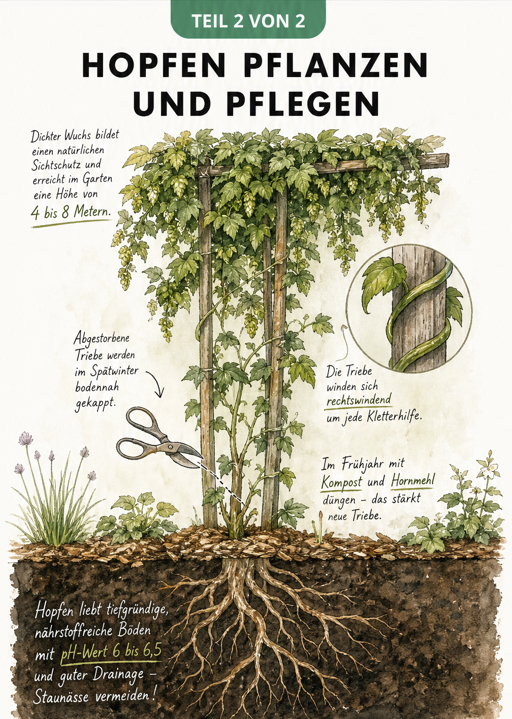 Illustration zur Pflanzung und Pflege von Hopfen mit Wurzeln, Spalier und Blätterdach