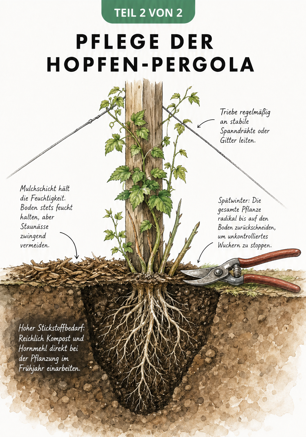 Querschnitt durch den Gartenboden mit Hopfenwurzeln, Mulchschicht und Rückschnitt-Anleitung